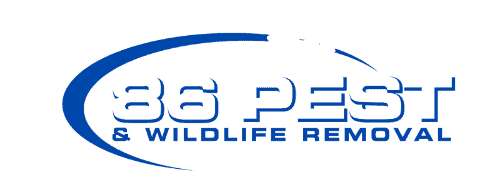 Logo for "86 Pest & Wildlife Removal" featuring a stylized insect silhouette above the text. The design includes a blue swoosh in the background.