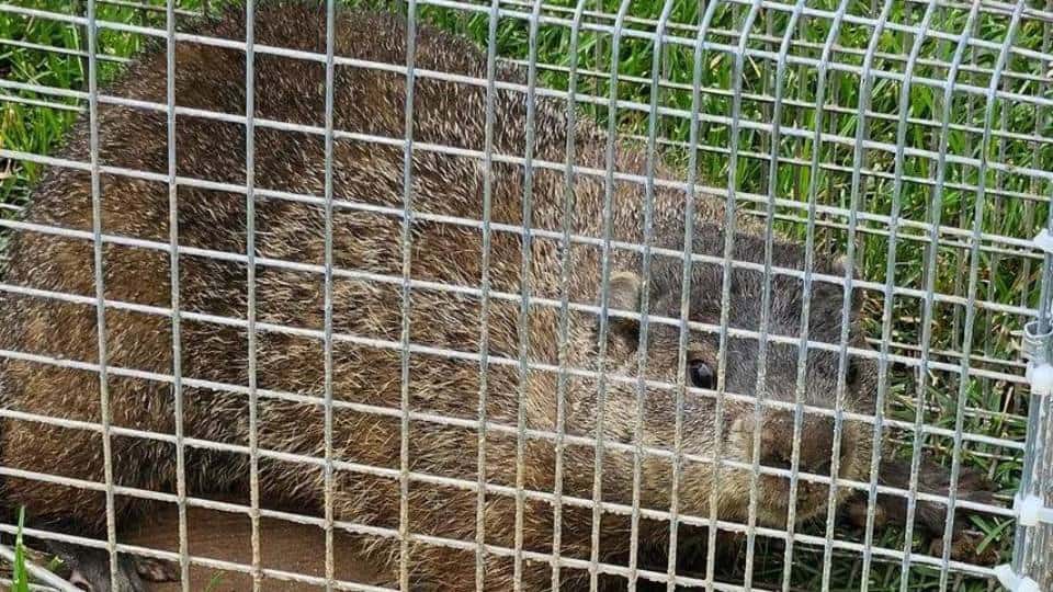 captured gopher.