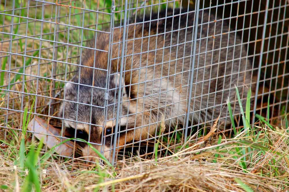 A raccoon is trapped in a metal cage placed on the ground amidst grass and dried leaves. The raccoon is partially concealed, with its body pressed against the cage and its face peeking out through the bars, appearing alert.