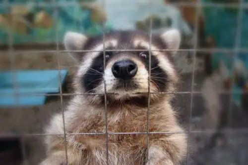 raccoon caught in cage.