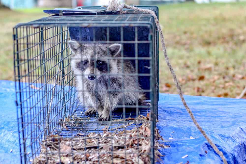 A raccoon is confined in a humane live trap placed on a blue tarp outdoors. The raccoon appears alert and curious, standing on a pile of dried leaves within the cage. The background shows a grassy area out of focus.