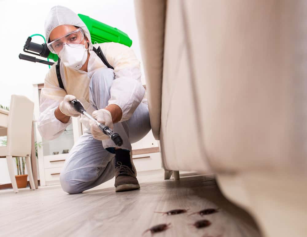 A pest control technician, wearing protective gear including a mask and gloves, kneels on the floor beside a couch. He is spraying insecticide towards several cockroaches on the wooden floor. A green spraying device is strapped to his back.