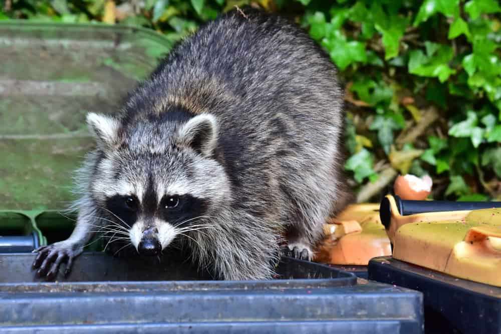 A raccoon scavenges through an open garbage bin outdoors, surrounded by greenery. The raccoon has distinctive black and gray fur, with black markings around its eyes and a bushy tail featuring black and gray rings.