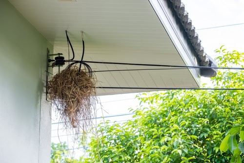 birds nest under awning.