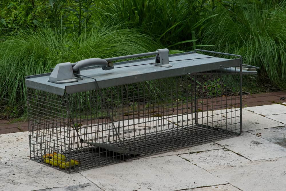 A humane animal live trap with a metal frame and a single door is set on a stone patio. Inside the trap, a small pile of yellow bait is visible. Green plants and grass are seen in the background.