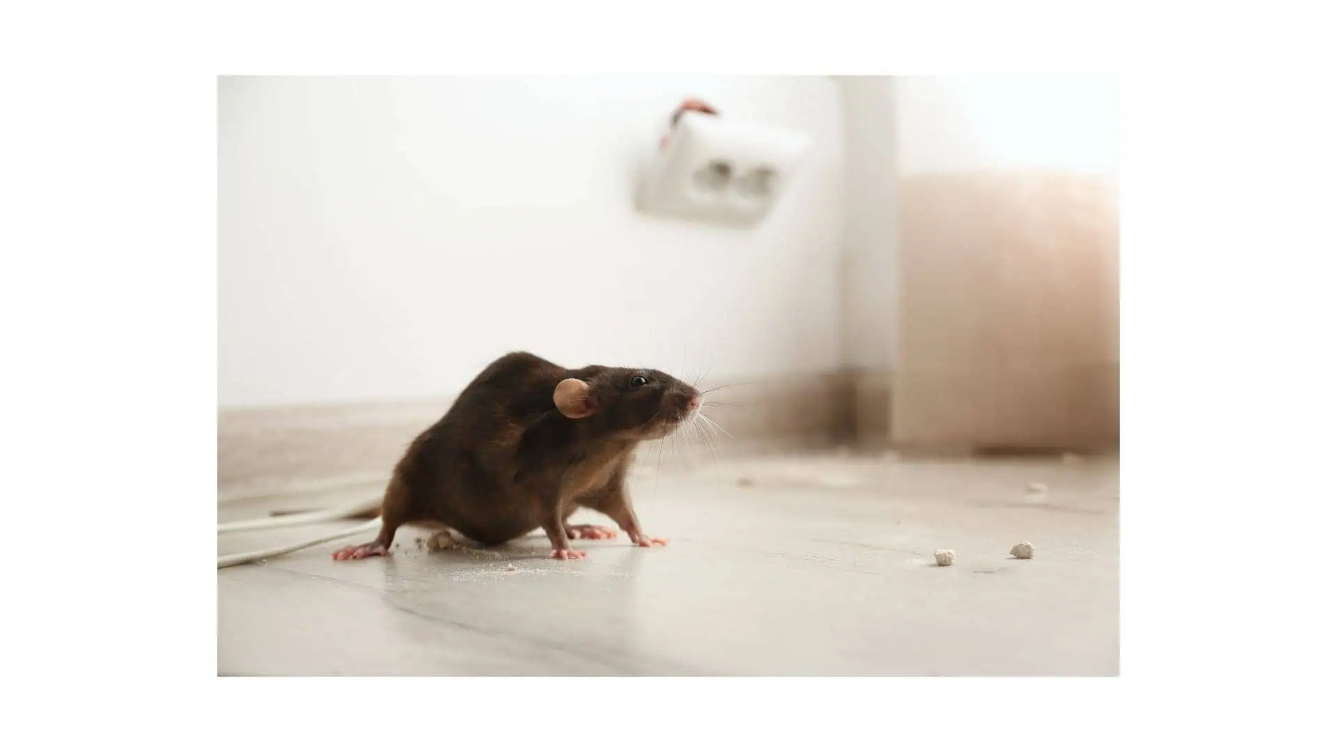 A rat stands on a wooden floor near a wall with an electrical outlet. Sunlight streams in, casting a soft glow, and small white debris is scattered on the floor.