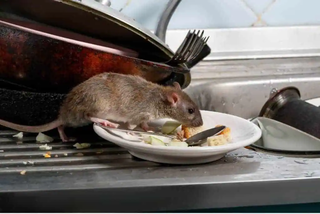 A rat stands on a dirty plate filled with scraps of food in a messy kitchen sink. Nearby are stacked pots and utensils, with food debris scattered around, indicating an unclean environment.