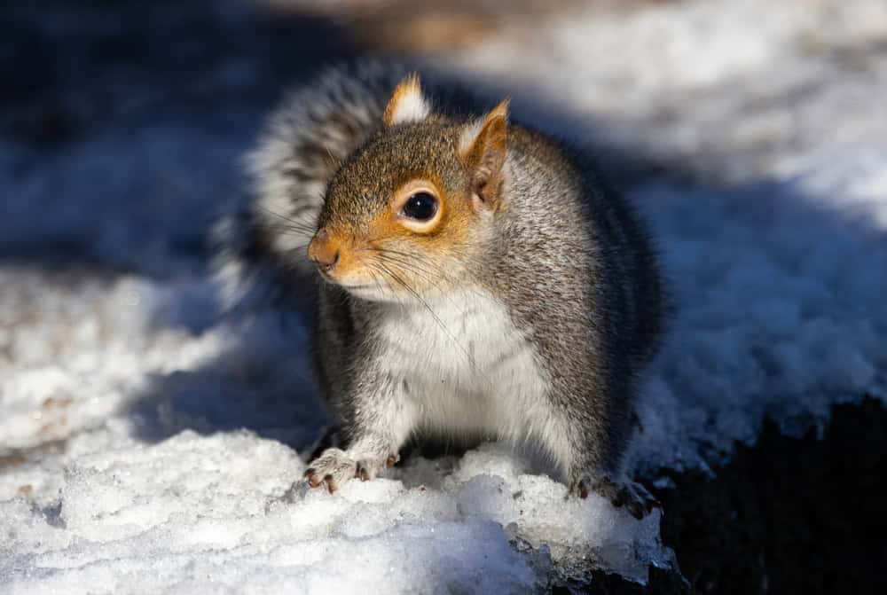 A gray squirrel stands alert on a patch of snow, surrounded by shadows and sunlight. The squirrel's fur appears thick as it seems to be searching for food or scanning its surroundings.