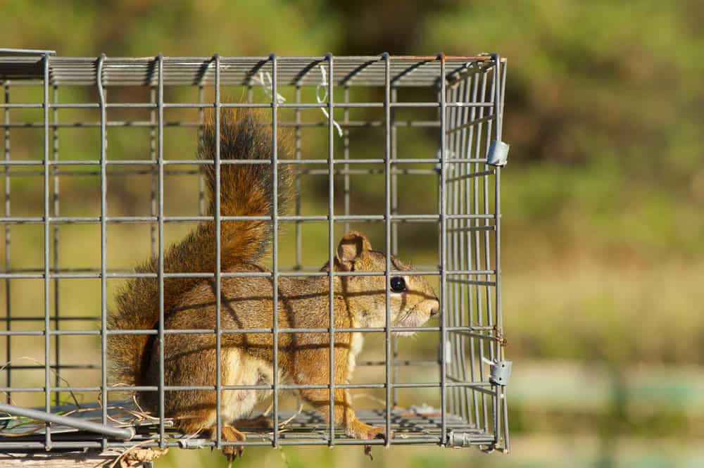 A squirrel is inside a metal cage trap. It stands on all fours, looking out through the wire mesh. The background is blurred, featuring greenery and a hint of sunlight.