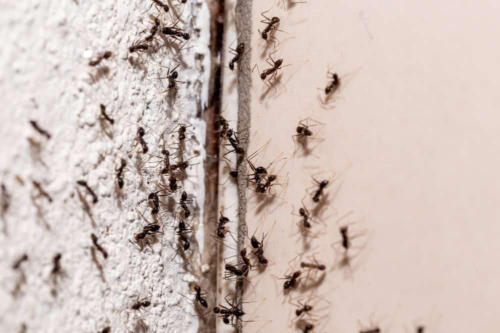 Close-up of numerous ants crawling on a textured white wall and a smooth beige surface. The ants are clustered densely, moving in various directions along the corner where the two surfaces meet.
