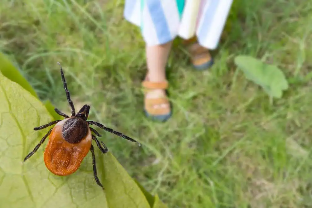 A close-up of a tick on a green leaf, with a child's sandaled feet and striped dress blurred in the background, standing on grass.