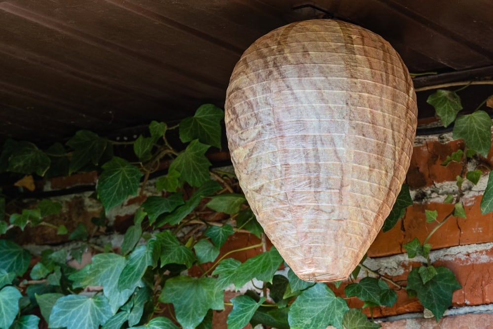 A large wasp nest is attached to a wooden ceiling in a corner. Green ivy grows along a red brick wall behind the nest.